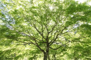 空覆う：当社代表岩本が撮影した写真です