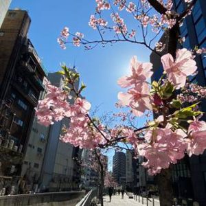 陽光を仰いでみた